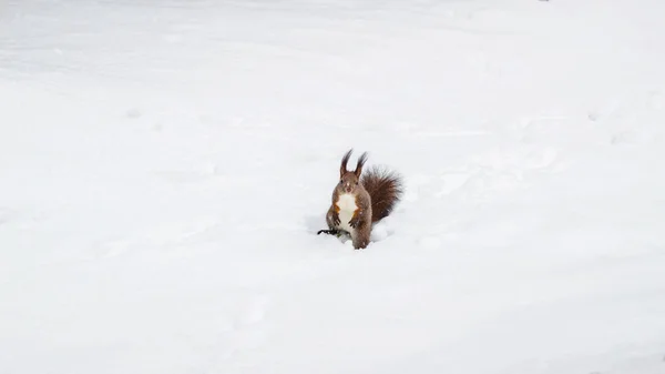 Un écureuil roux sur la neige blanche en hiver . — Photo