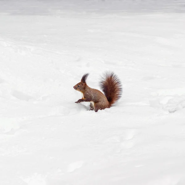 Ein rotes Eichhörnchen auf dem weißen Schnee im Winter. — Stockfoto
