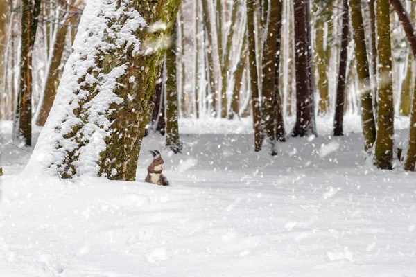 Ένα κόκκινο σκίουρο κάτω από δέντρο, λευκό χιόνι στο πάρκο, χιονόπτωση, χειμερινής περιόδου. — Φωτογραφία Αρχείου