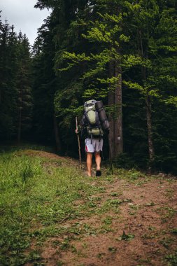 Dağ yolda bir çamları, Karpatlar, Ukrayna arasında turist gider.