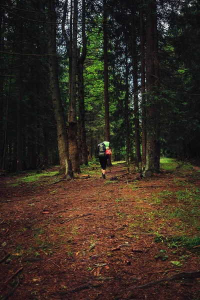 Турист идет по горной дороге в лесу среди сосен, Карпат, Украина . — стоковое фото