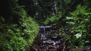 Karpat dağ dere ağaçlar ve taşlar arasında