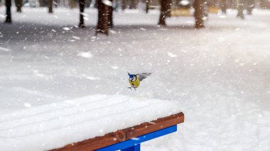 Büyük baştankara bankta açılış kaplı kar kış Park, kar fırtınası.