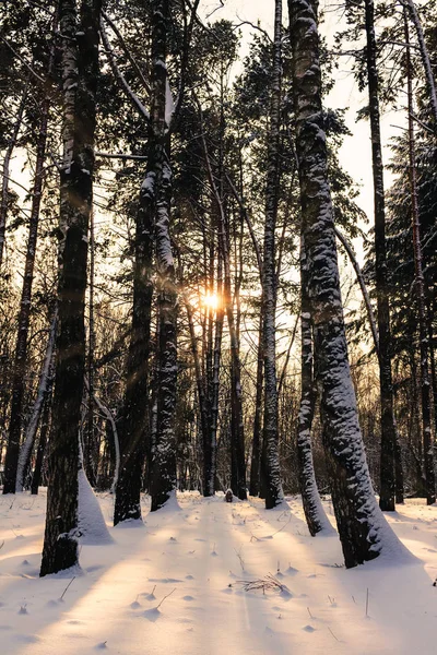 Χειμωνιάτικο τοπίο, δάσος που καλύπτονται με χιόνι, ήλιος είναι ορατές μέσα από τα δέντρα. — Φωτογραφία Αρχείου