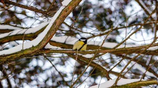 Gran teta se sienta en la rama en el bosque de invierno . — Foto de Stock