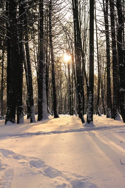 Χειμερινό τοπίο, δάσος καλυμμένος στο χιόνι, οι ακτίνες του ήλιου μέσα από τα δέντρα. — Φωτογραφία Αρχείου