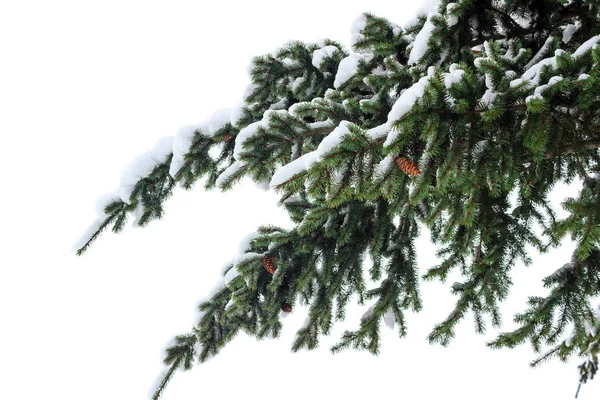 Υποκατάστημα της χιόνι χριστουγεννιάτικο δέντρο που καλύπτεται που απομονώνονται σε λευκό φόντο. — Φωτογραφία Αρχείου