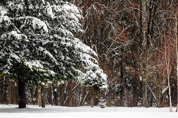 Χειμερινό πάρκο, τοπίο, δέντρα που καλύπτονται από χιόνι. — Φωτογραφία Αρχείου