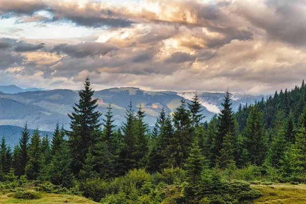 Summer Carpathian mountains landscape. pine forest, Ukraine, Europe. — Stock Photo, Image