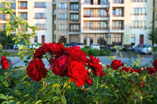 Beautiful Red Blooming Rose Flower Bush Street Blurred Building Background — Stock Photo, Image