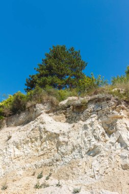 Kum taşının tepesinde, mavi gökyüzünün altında, aşağıdan görünen ağaç büyür..