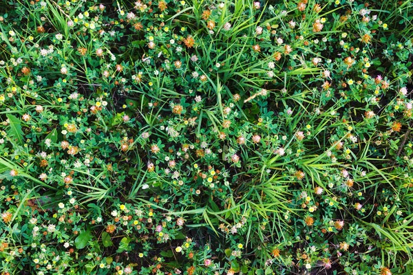 Zielony Trawnik Dużą Ilością Kwiatów Koniczyny Zielone Zioło Tło Widok — Zdjęcie stockowe
