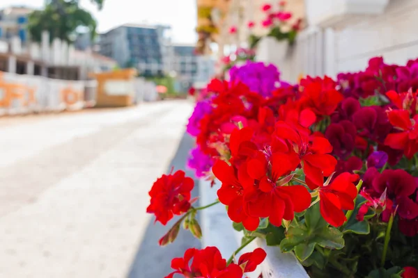 Red Flowers Flower Pot Street — Stock Photo, Image
