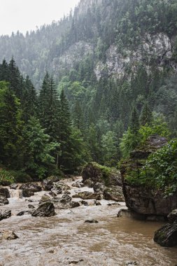 Romanya 'nın Karpat dağlarındaki büyük taşlarla Bicaz nehri manzarası ve vahşi doğa manzarası.