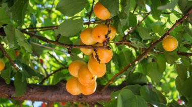Ripe apricots grow on a branch among green leaves, close-up view.