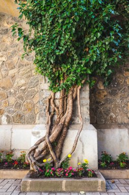 Çiçekli eski taş duvar ve arka planda yeşil yapraklı ağaç..