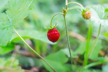Bahçede yetişen kırmızı yabani çilekler, doğa arka planı..