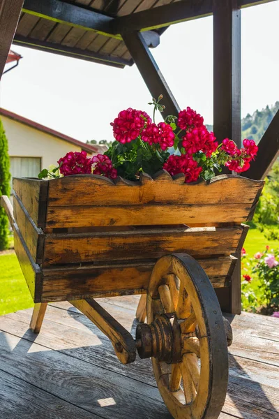 Red Geranium Flowers Decorative Wooden Wheelbarrow Backyard — Stock Photo, Image