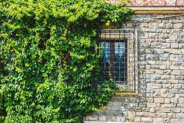 Window Iron Grate Stone Wall Green Ivy — Stock Photo, Image