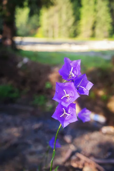 Campana Púrpura Flor Silvestre Campanula Carpatica Bosque Los Cárpatos — Foto de Stock