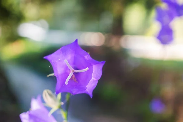 Пурпуровий Дзвін Дикої Квітки Або Кампанули Карпатському Лісі — стокове фото