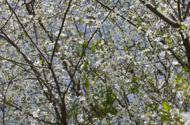 Arka planı beyaz çiçekli ağaç dalları s