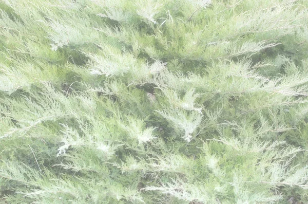 Темно-зелені гілки хвойних чагарників крупним планом . — стокове фото