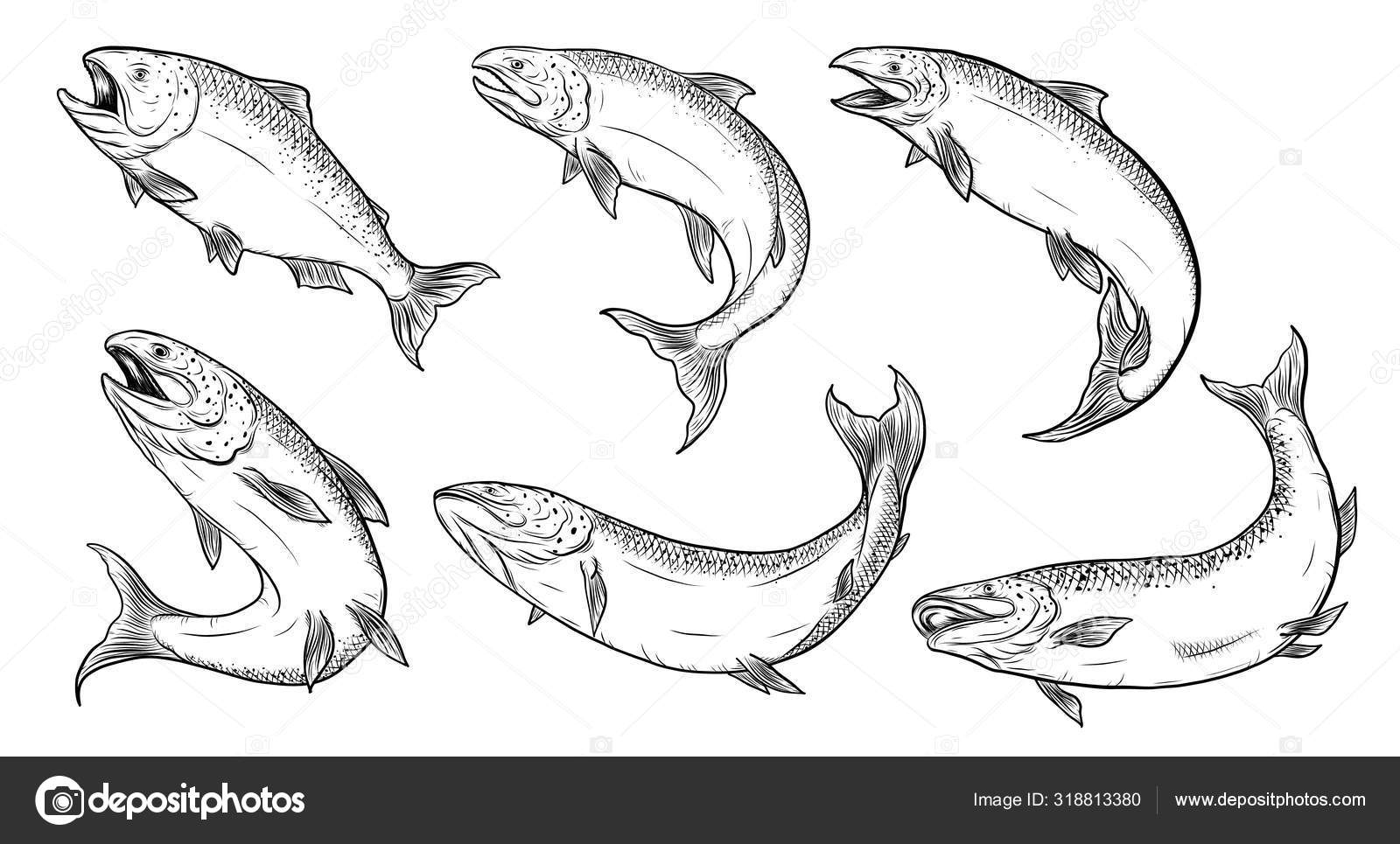 Salmon Art Highly Detailed Line Art Style Fish Vector Hand Stock Vector by  ©tuleedin 318813380