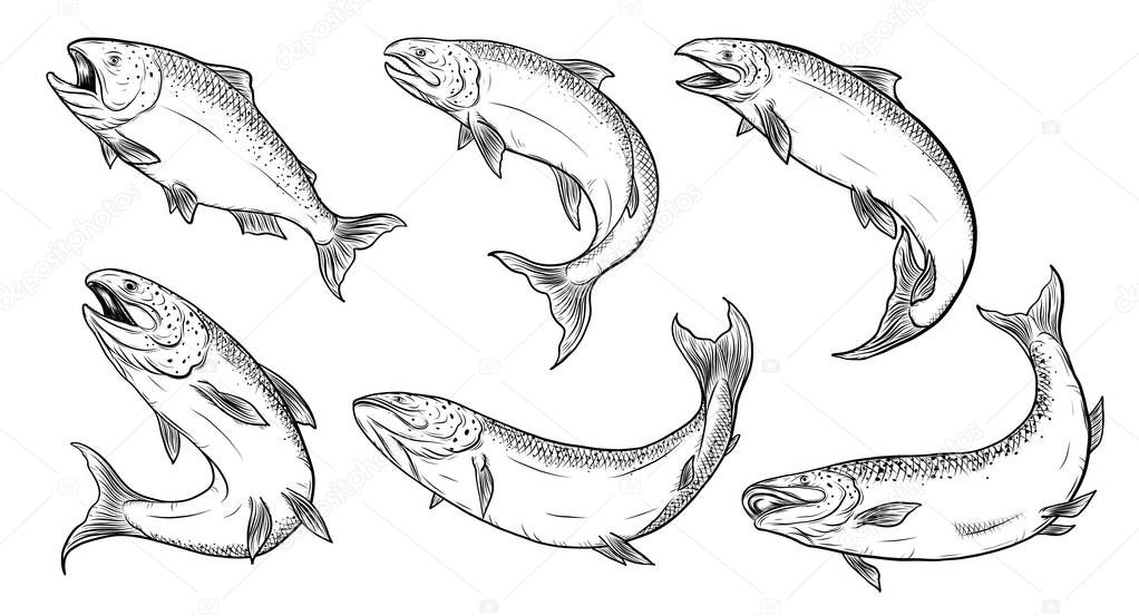 Salmon art highly detailed in line art style.Fish vector by hand drawing.Fish tattoo on white background.Black and white fish vector on white background.Salmon fish sketch for coloring book.