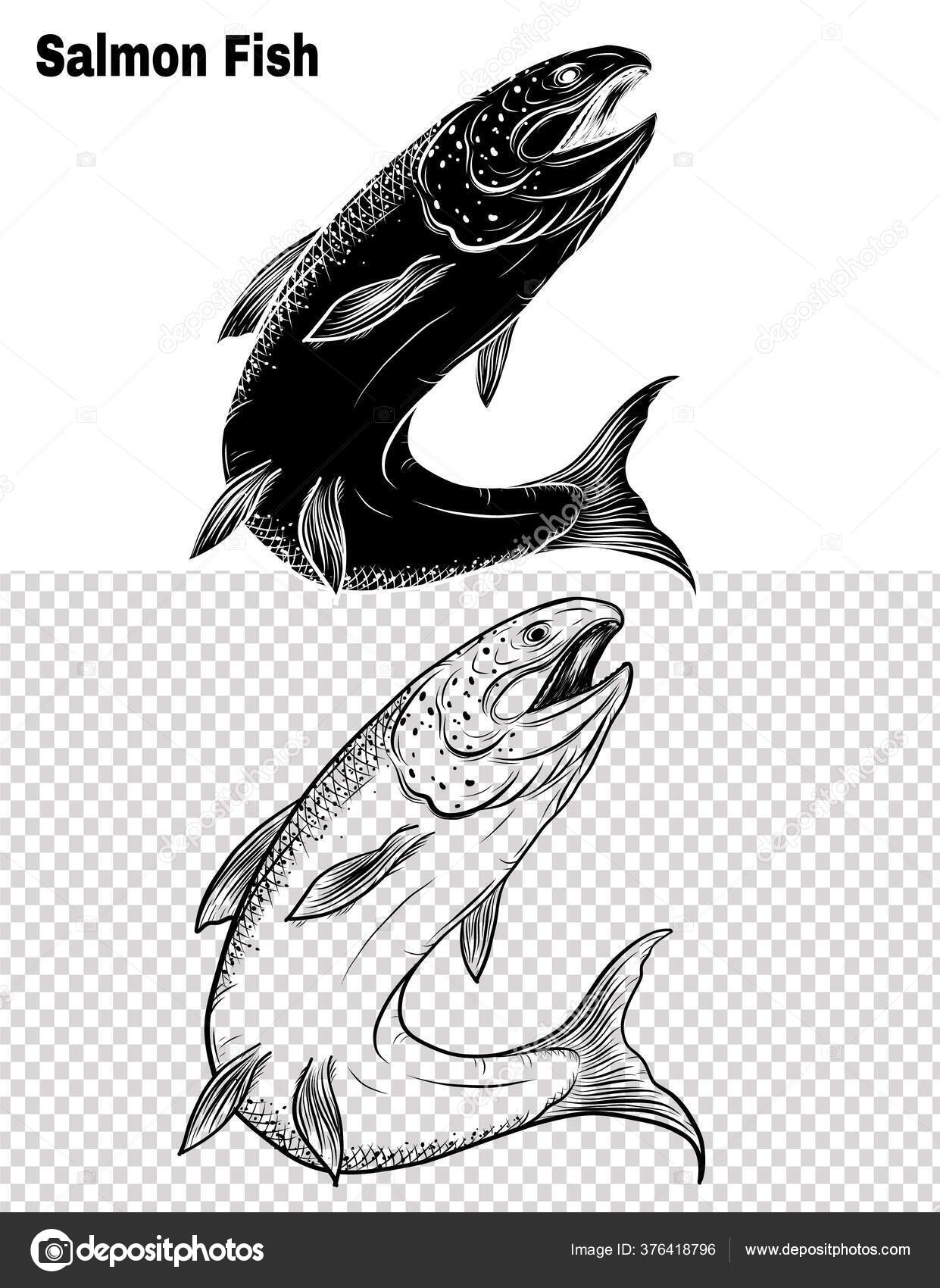 Salmon Art Highly Detailed Line Art Style Fish Vector Hand Stock