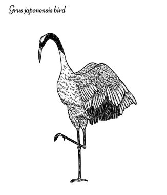 El çizimiyle çiçek vektörü ile kırmızı taçlı turna. Beyaz arka planda güzel bir kuş. Grus japonensis sanatı çizgi sanatında son derece detaylı. Dövme veya duvar kağıdı için Çin kuşu..