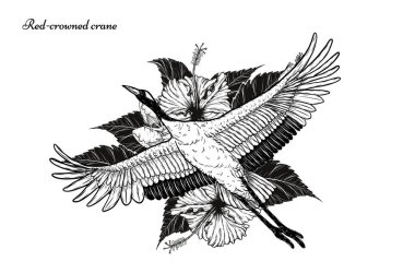 El çizimiyle çiçek vektörü ile kırmızı taçlı turna. Beyaz arka planda güzel bir kuş. Grus japonensis sanatı çizgi sanatında son derece detaylı. Dövme veya duvar kağıdı için Çin kuşu..