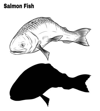 Somon sanatı sanat stilinde son derece detaylı. Balık vektörü, beyaz arka planda balık dövmesi. Beyaz arka planda siyah ve beyaz balık vektörü. Boyama kitabı için somon balığı çizimi..