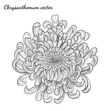 Beyaz arkaplanda kasımpatı vektörü. Kasımpatı çiçeği elle çizilmiş. Beyaz arkaplanda kasımpatı vektörü. Çiçek dövmesi sanat tarzında detaylı..