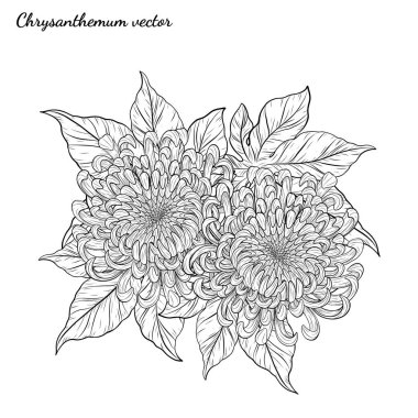 Beyaz arkaplanda kasımpatı vektörü. Kasımpatı çiçeği elle çizilmiş. Beyaz arkaplanda kasımpatı vektörü. Çiçek dövmesi sanat tarzında detaylı..