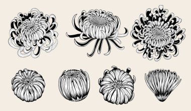Chrysanthemum vector on brown background.Chrysanthemum flower by hand drawing.Floral tattoo highly detailed in line art style.Flower tattoo black and white concept. clipart