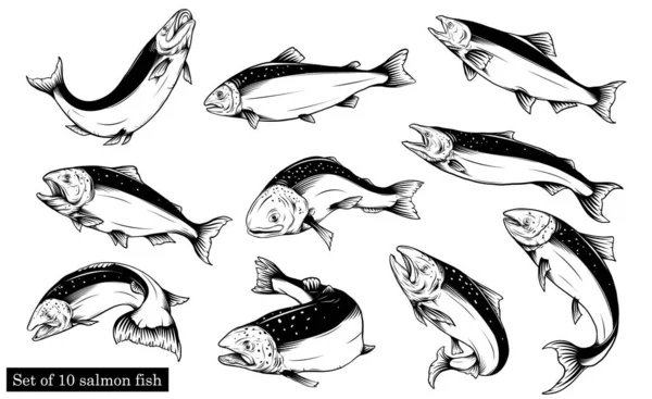 Somon Sanatı Sanat Stilinde Son Derece Detaylı Somon Balığı Vektörü — Stok Vektör