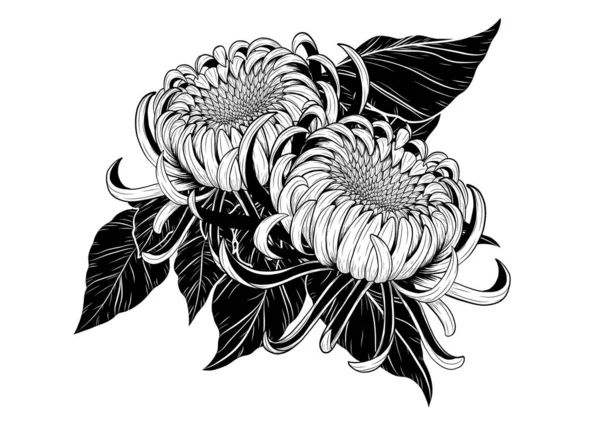 Chrysanthemum Vector White Background Chrysanthemum Flower Hand Drawing Chrysanthemum Vector — Stock Vector