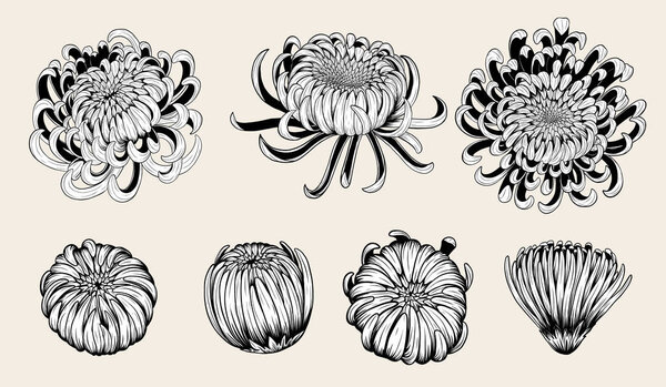 Chrysanthemum vector on brown background.Chrysanthemum flower by hand drawing.Floral tattoo highly detailed in line art style.Flower tattoo black and white concept.