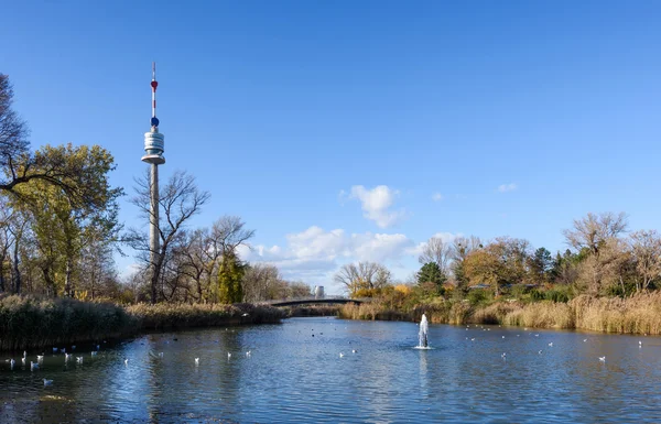 Озеро з білих птахів в Дунайському парку в фінансовому районі Відня — стокове фото