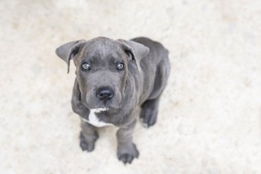 Çok güzel gri cane corso köpek yavrusu, yakın çekim