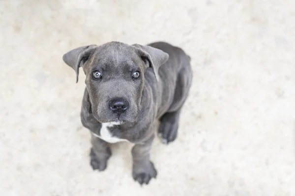 Schattig grijs cane corso puppy, close-up — Stockfoto