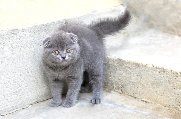 Μικρό γατάκι Βρεταννόs στενογραφία — Φωτογραφία Αρχείου