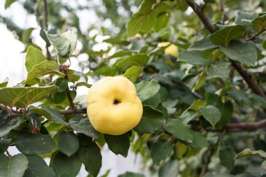 Yellow ripe quince on a tree clipart