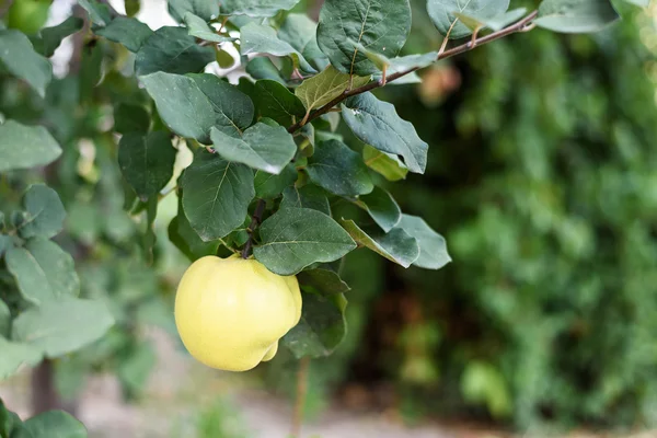 Marmelo maduro amarelo em uma árvore — Fotografia de Stock