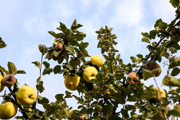 Amarelo maduro e podre marmelo em uma árvore — Fotografia de Stock