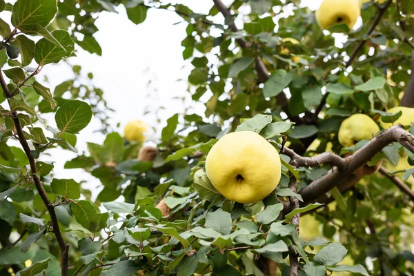 Amarillo membrillo maduro en un árbol — Foto de Stock