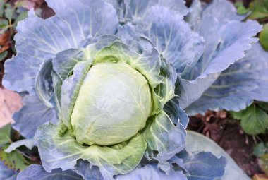 Yeşil ve mavi taze sebze bahçesi lahana