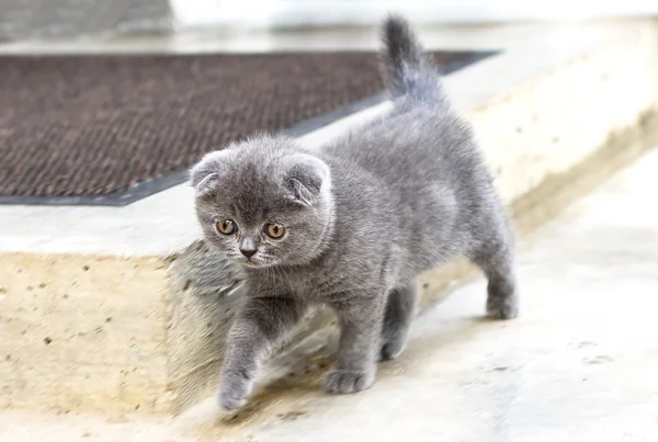 Pouco britânico shorthair gatinho andando — Fotografia de Stock
