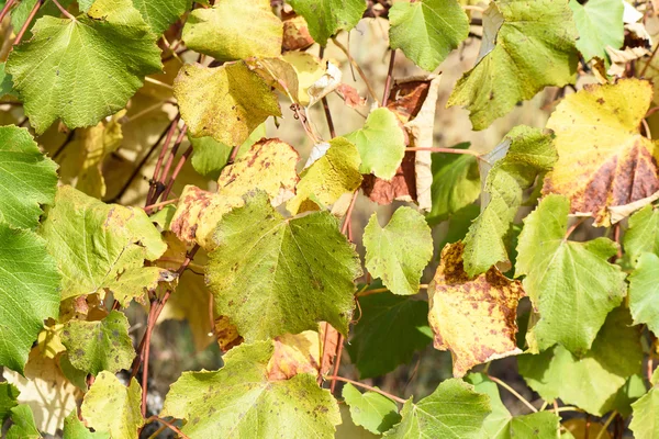 Hojas de vid verde y amarillo en otoño —  Fotos de Stock